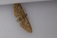 Eupithecia abbreviata