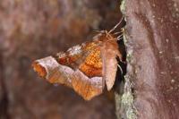 Selenia tetralunaria