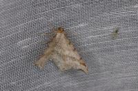 Macaria alternata