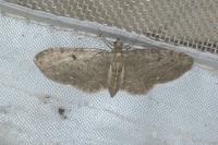 Eupithecia virgaureata