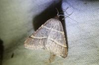 Perigune narbonea