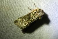 Polyploca ridens