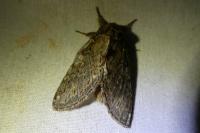 Peridea anceps
