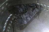 Drymonia ruficornis