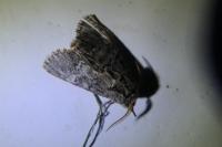Drymonia ruficornis