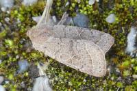 Orthosia cerasi