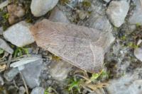 Orthosia cerasi