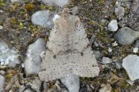 Spudaea ruticilla