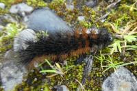 Arctia testudinaria