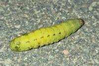 Noctua pronuba
