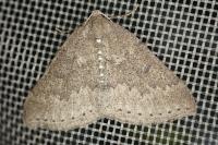 Aleucis distinctata