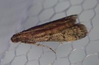 Ephestia woodiella