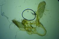 Ephestia woodiella