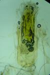 Ephestia woodiella