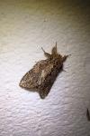 Peridea anceps