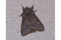 Drymonia ruficornis