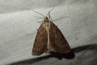 Pachycnemia hippocastanaria hippocastanaria
