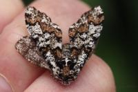 Biston strataria