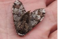Biston strataria