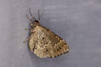 Lampropteryx otregiata