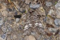 Drymonia ruficornis