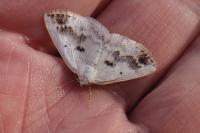 Lomographa temerata