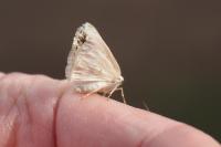 Lomographa temerata
