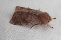 Orthosia incerta