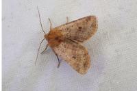 Conistra rubiginea