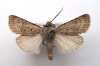 Agrotis cinerea
