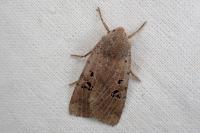 Conistra rubiginosa
