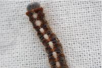 Lasiocampa quercus quercus