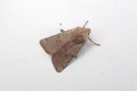 Spudaea ruticilla
