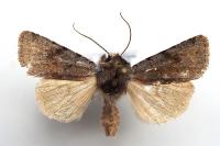 Cerastis rubricosa