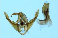 Cerastis rubricosa