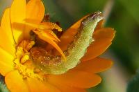 Cucullia calendulae
