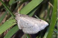 Aleucis distinctata
