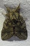 Peridea anceps