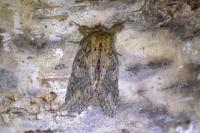 Peridea anceps