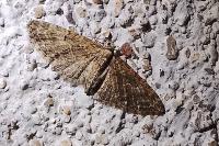 Eupithecia abbreviata