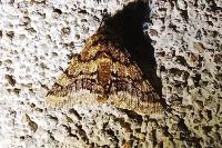 Lycia hirtaria