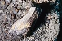 Harpyia milhauseri