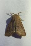 Orthosia cerasi