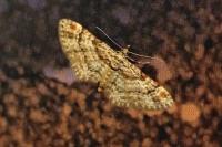 Gymnoscelis rufifasciata