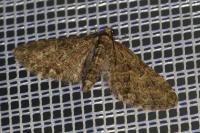 Eupithecia abbreviata
