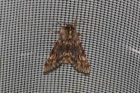 Brachionycha nubeculosa