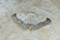 Idaea biselata