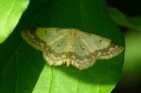 Idaea biselata