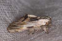Harpyia milhauseri
