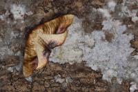 Plagodis dolabraria